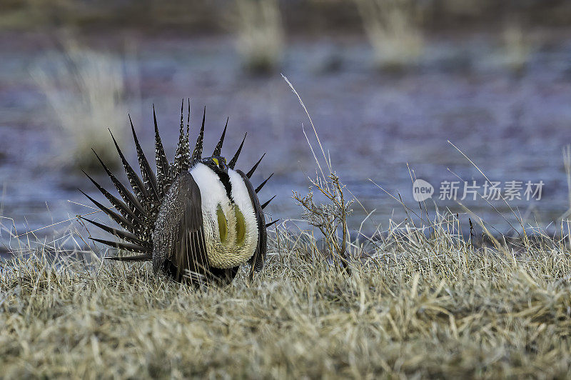 大鼠尾草松鸡(centrrocercus urophasianus)，也被称为鼠尾草，是北美最大的松鸡。它的分布范围是美国西部、阿尔伯塔省南部和加拿大萨斯喀彻温省的山艾树国家。马勒尔国家野生动物保护区